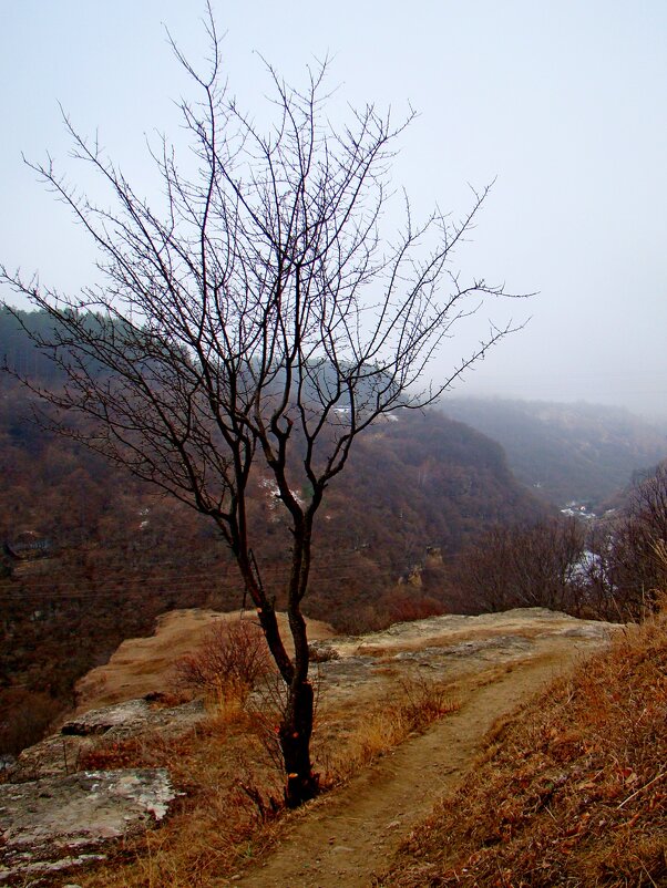 Деревце  айвы  - на краю скалы - Евгений 
