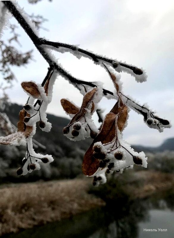 Снег на ветку - Heinz Thorns