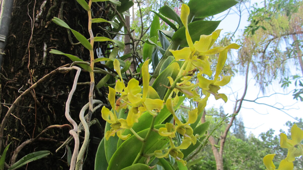 остров орхидей  Вьетнам 2020 - Елена Шаламова