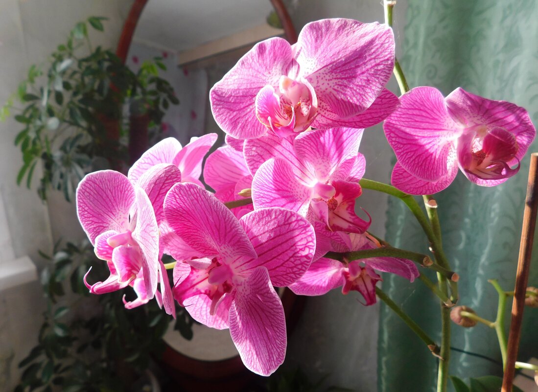 Мои орхидеи - Ольга 