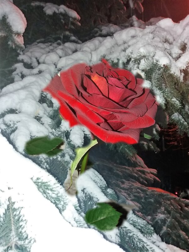 Зима и розы...из моих фото - Татьяна 