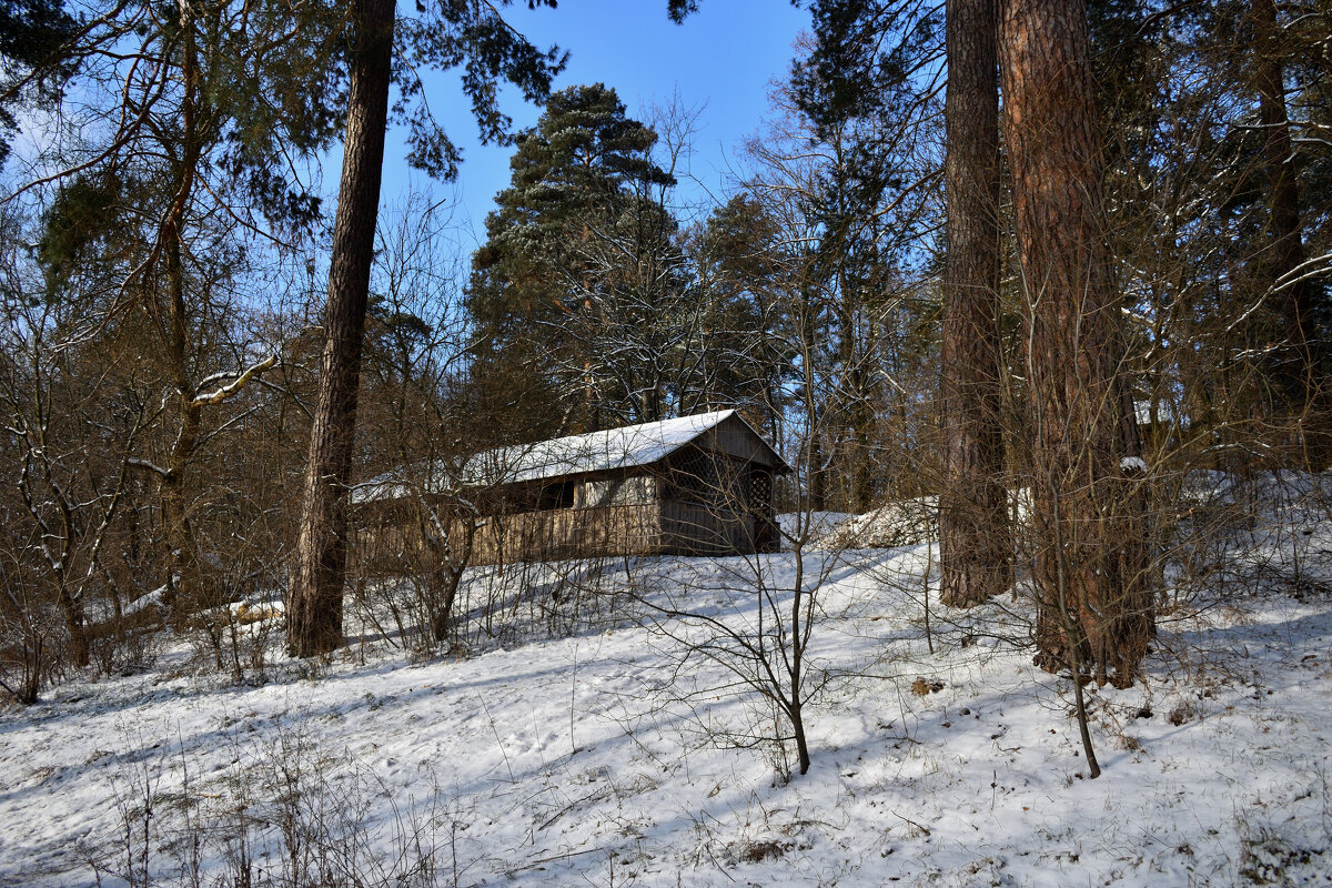 Лесопарк зимой - Gera 