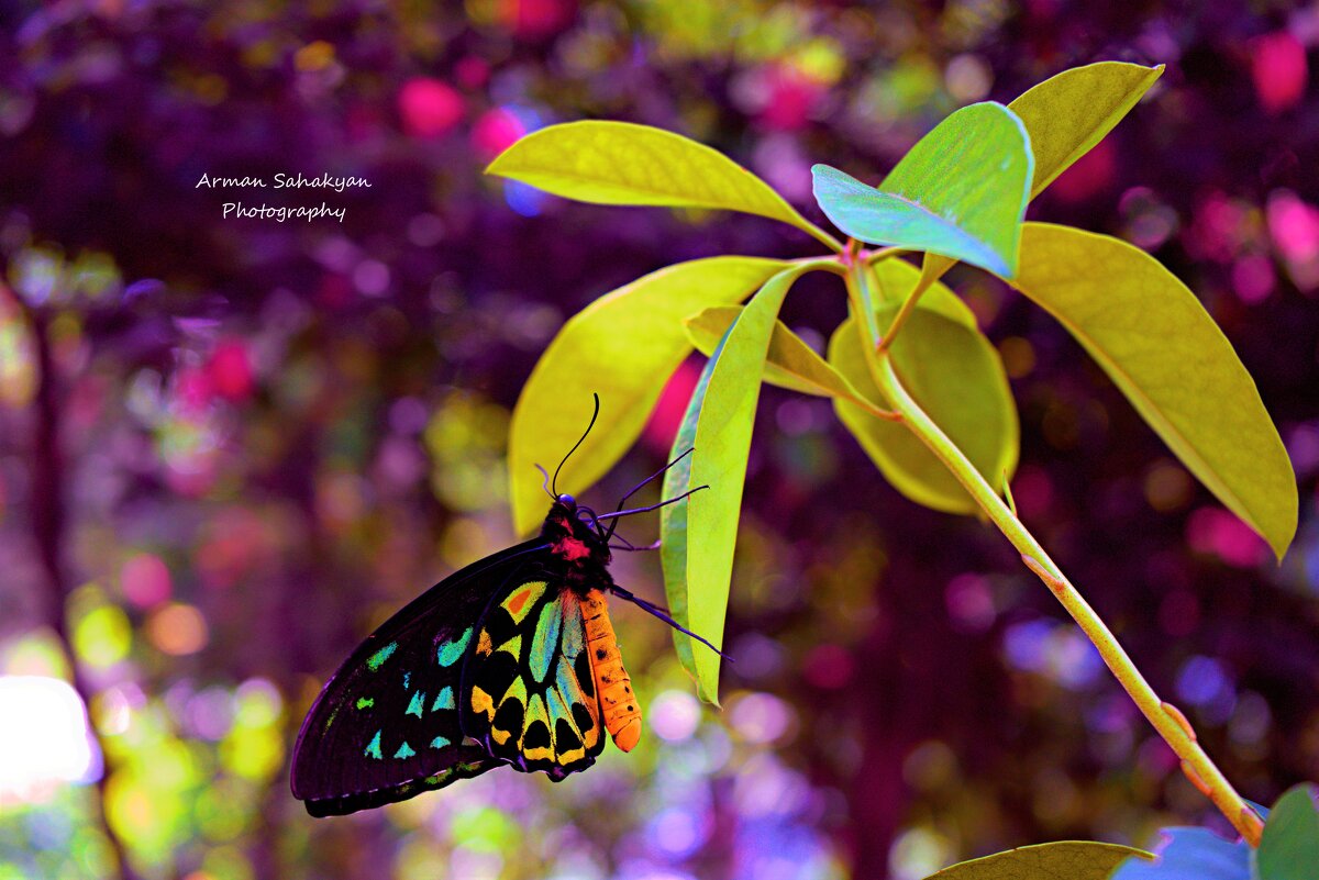 Бабочка - Arman S