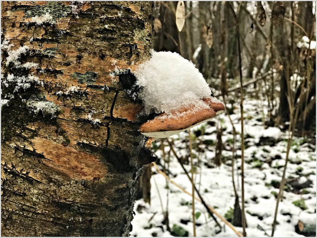 *** - Валерия Комова