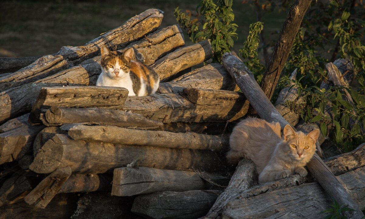 Котейки - ирина лузгина 