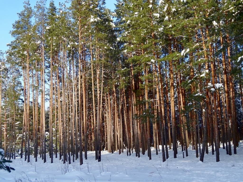 В сосновом лесу - Натала ***