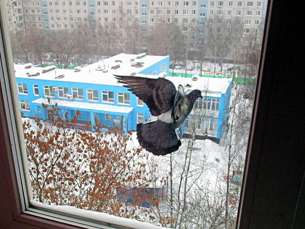 Голубь за окном - Ольга Довженко