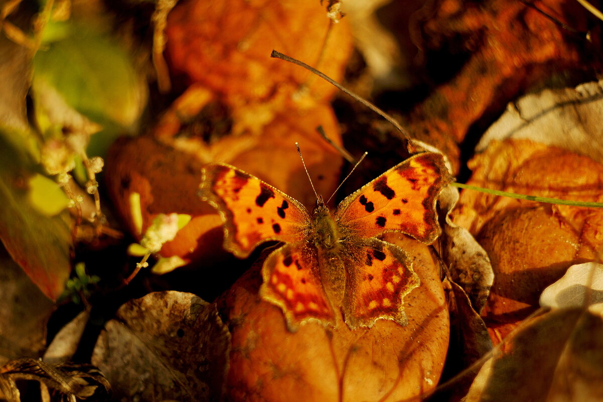 октябрьские бабочки  9 - Александр Прокудин