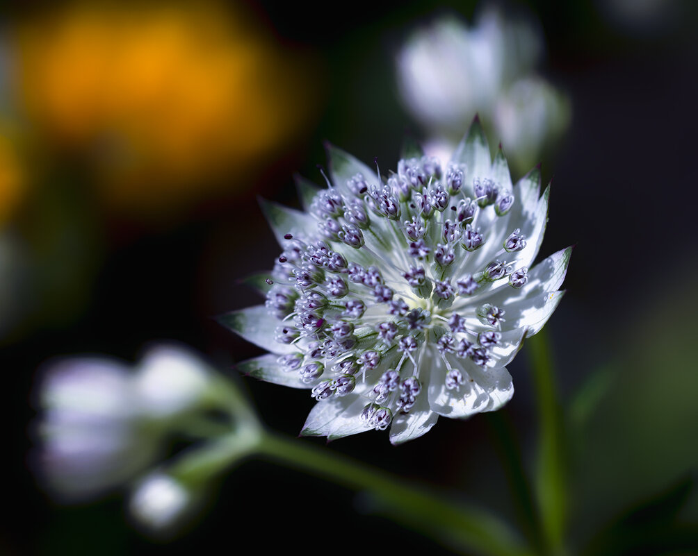 astrantia - Zinovi Seniak