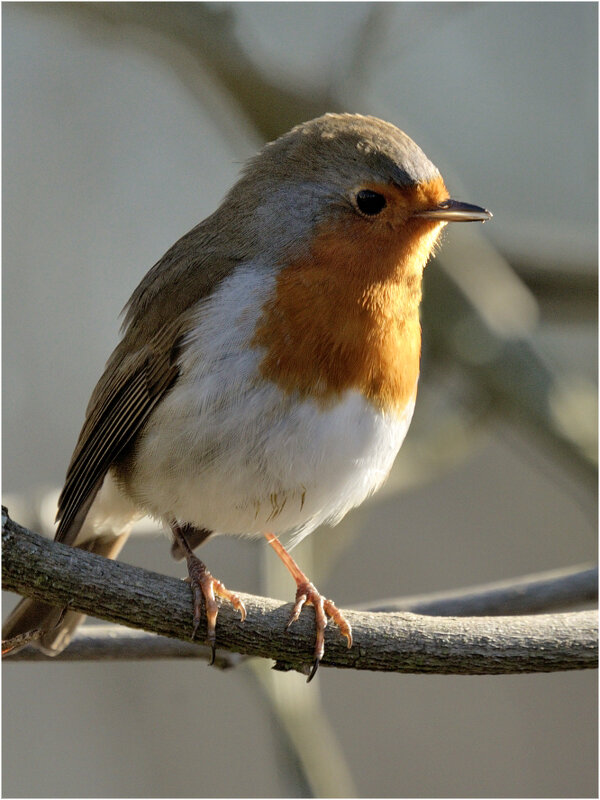 Зарянка (лат. Erithacus rubecula) - Bo Nik