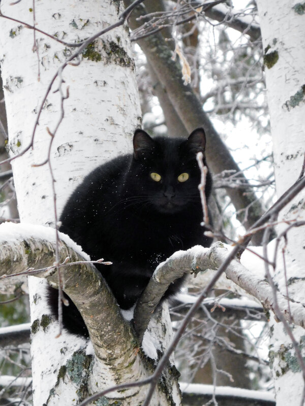 Кот на дереве - Оливер Куин