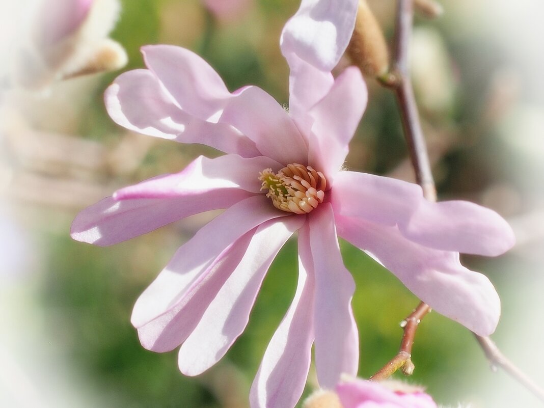 Magnolia Stellata Rosea Звездная магнолия - wea *