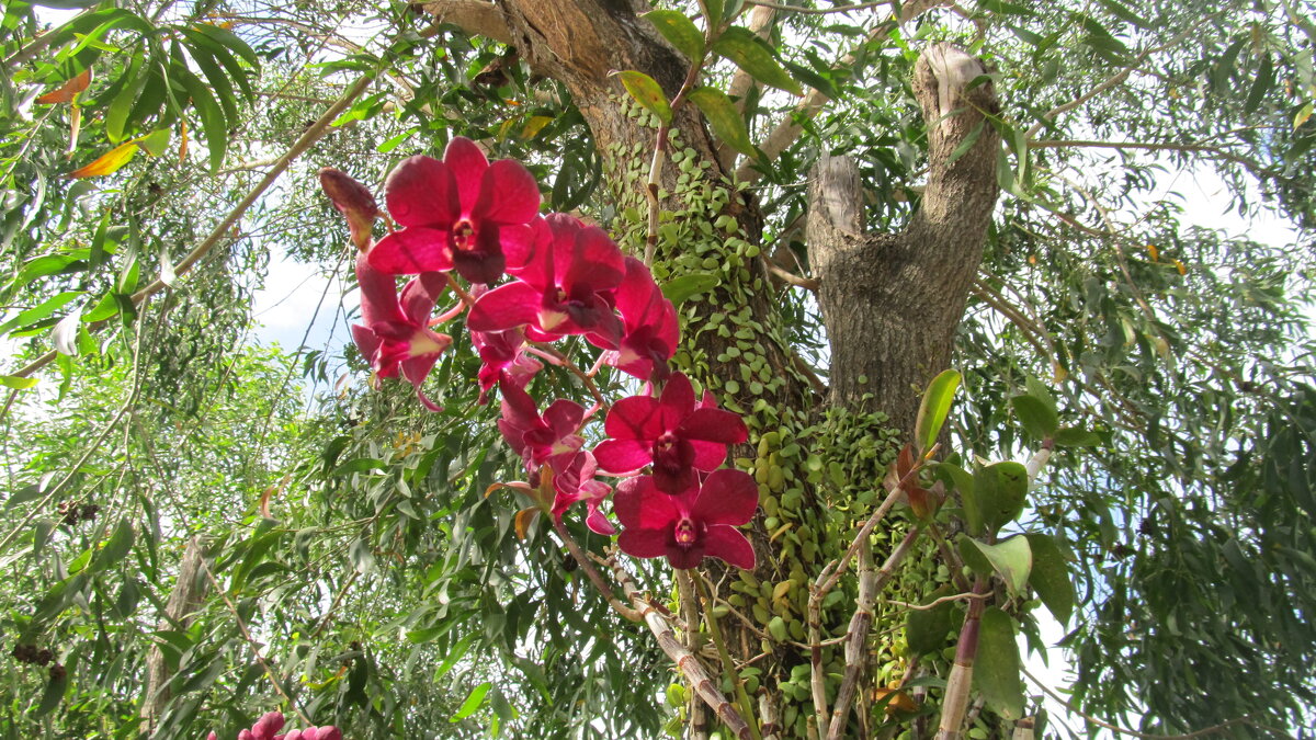 остров орхидей, Вьетнам 2020 - Елена Шаламова