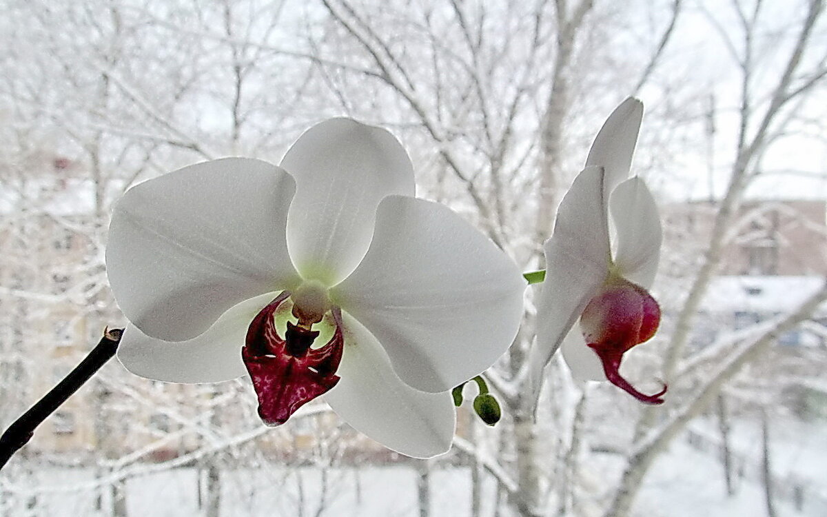 Цветы на окне - Ольга Елисеева