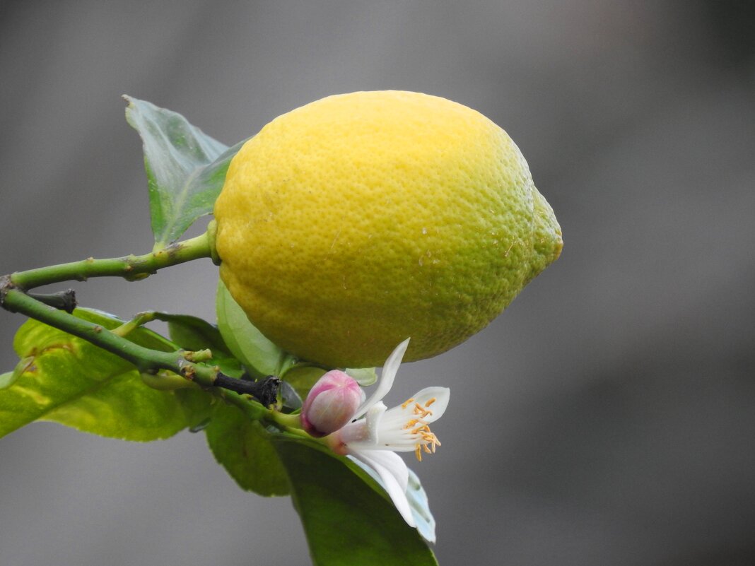 Когда цветут лимоны... - Гала 