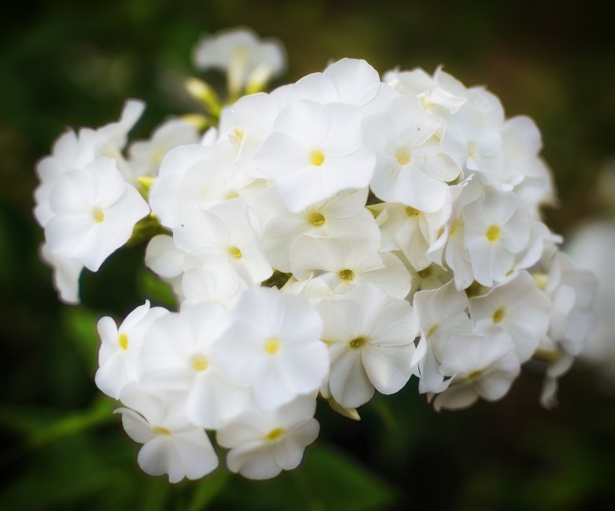 Белые цветы. - Andrei Dolzhenko