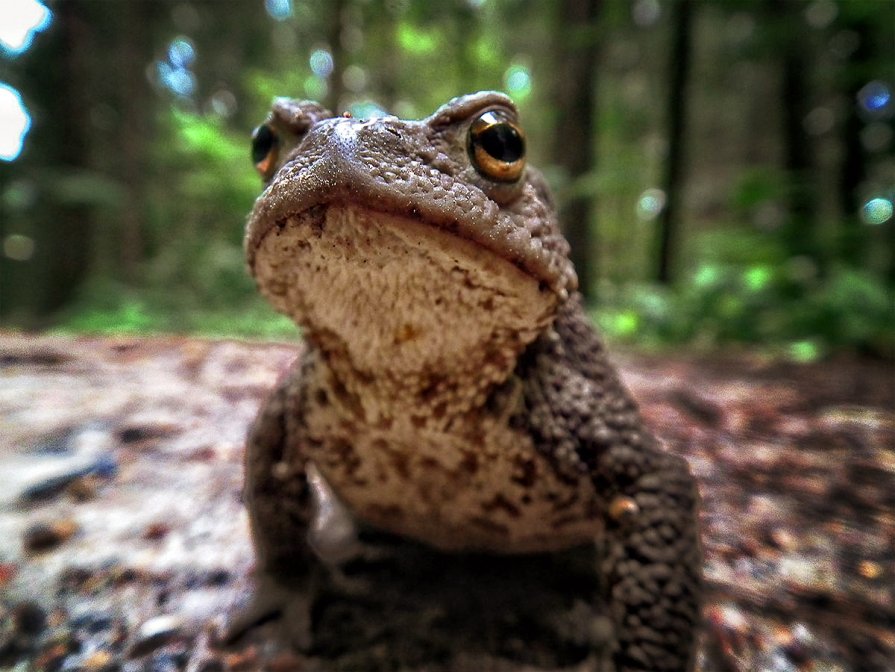 The Frog - Олександр Волжский