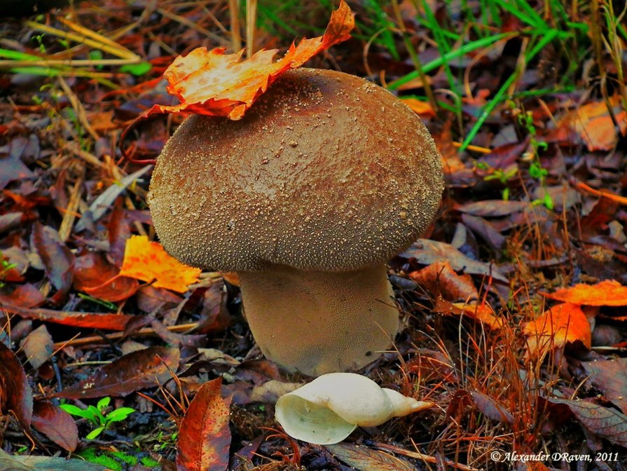 Mushrooms life - Олександр Волжский