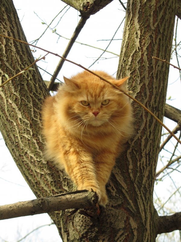 Рыжий кот, ходящий по дереву - Антон Лебедев