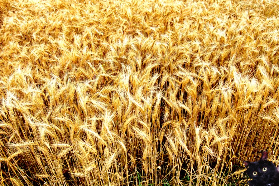 пшеница - Korto Maltez