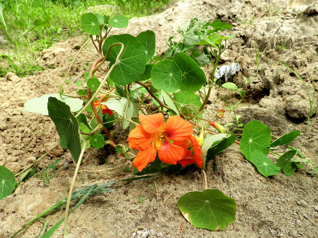 Оранжевый цветок - Elena Hartman