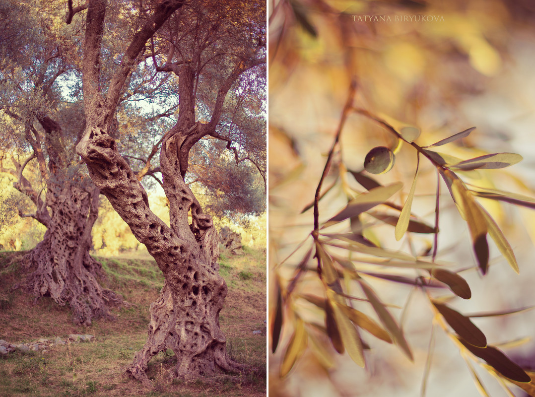 Незабываемая оливковая роща, залитая лучами заходящего солнца - Татьяна Бирюкова