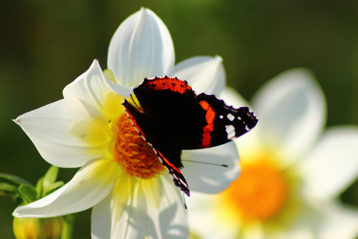 бабочка на цветке - Светуля Тонких