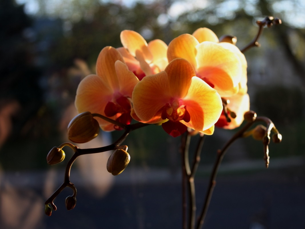 орхидея - Leha F