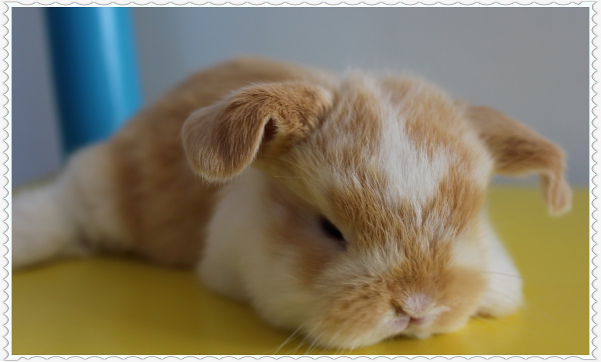 bunny rabbit - Natalya секрет