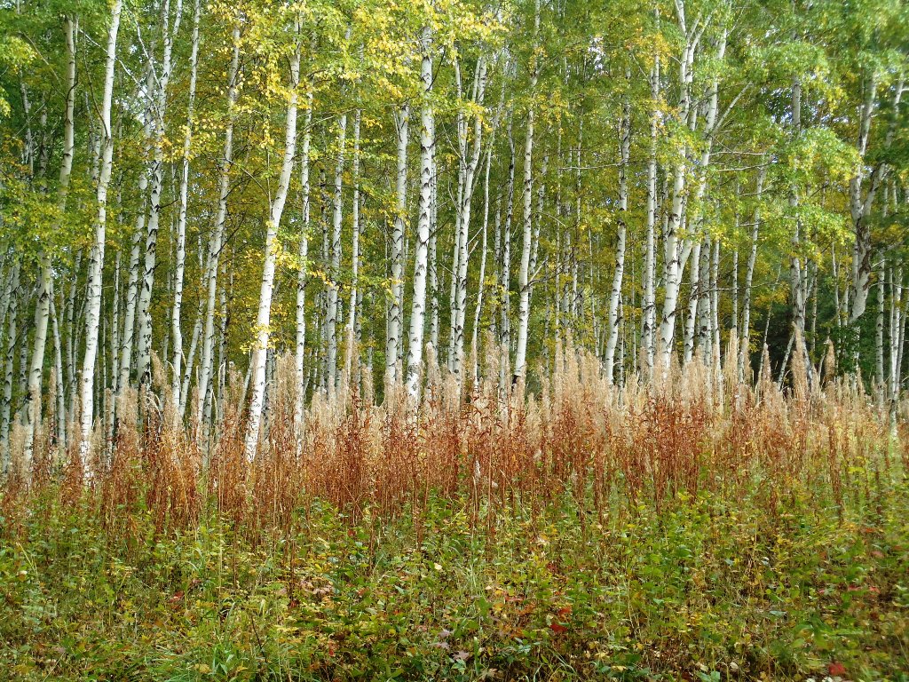 осень в лесу - Юлия Sun