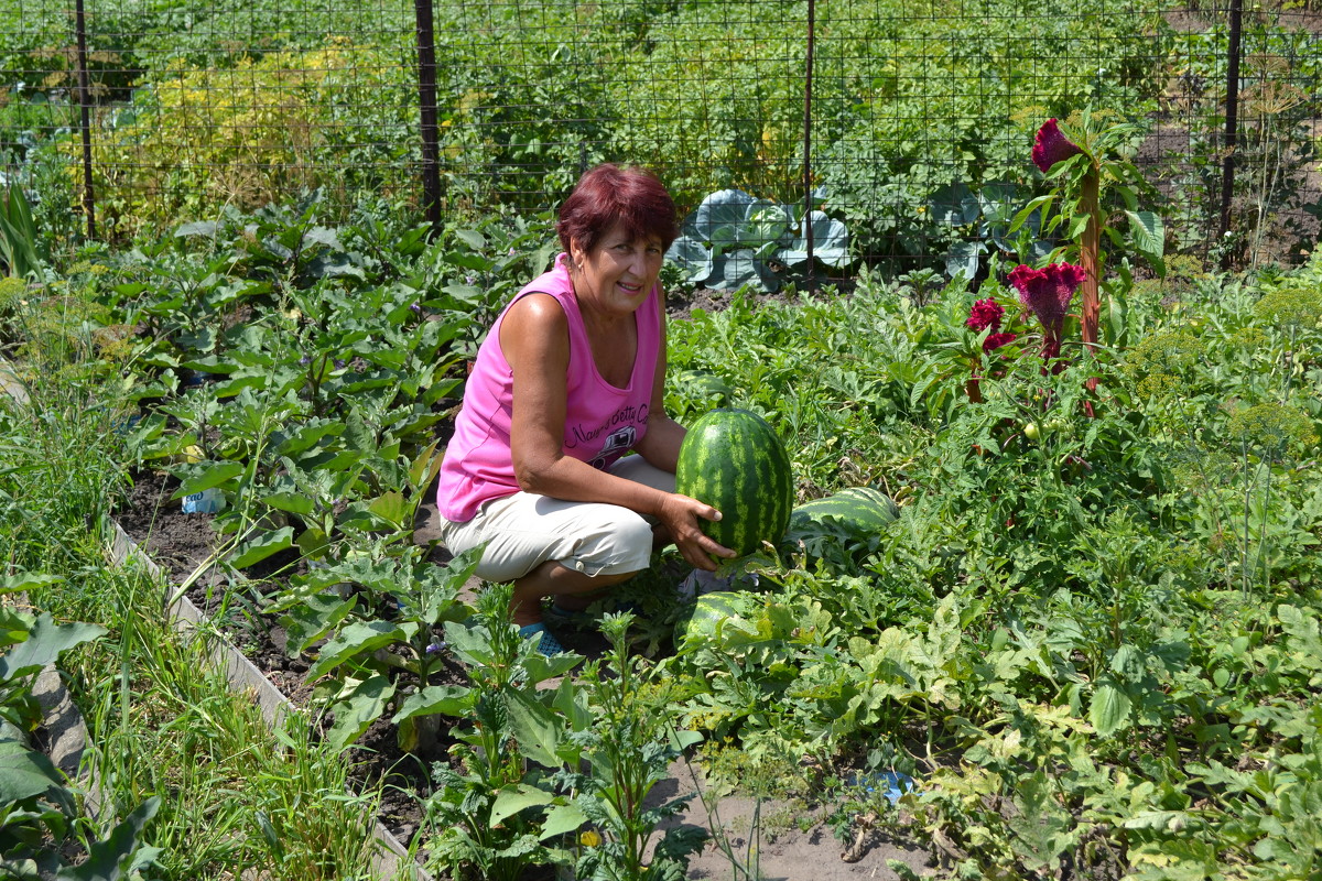 Моя мама на огороде собирает урожай - EvgenSEN Стебловцев