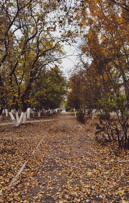 Осенняя аллея - Ольга Антонюк