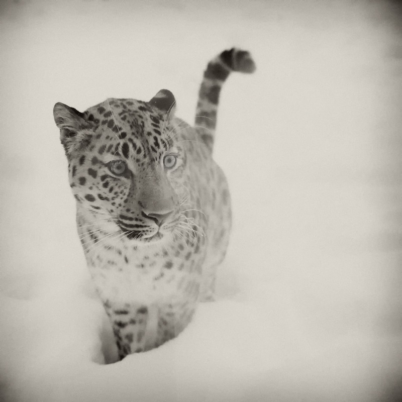 Snow Leopard - Elena Kuznetsova