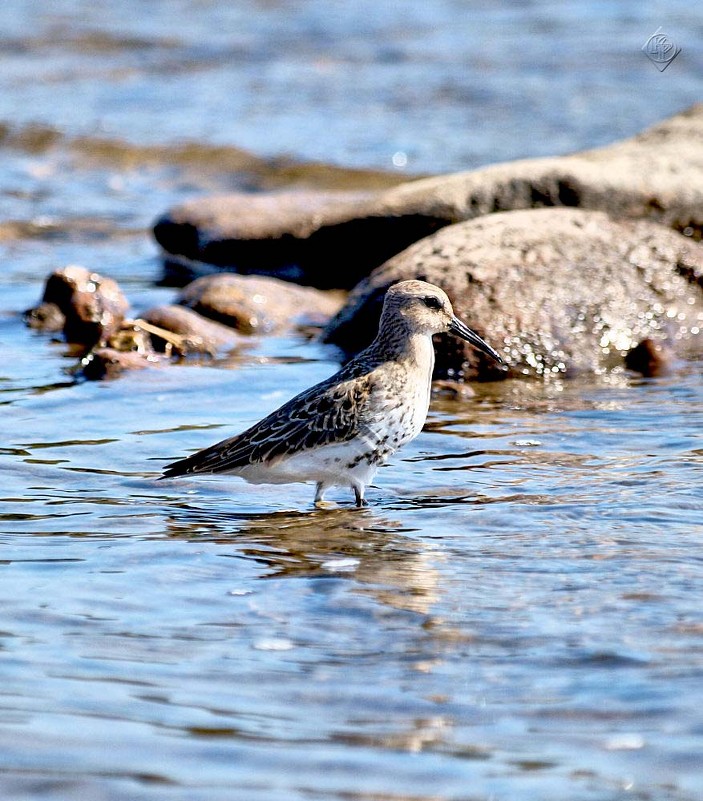 Кулик в воде - U. South с Я.ру