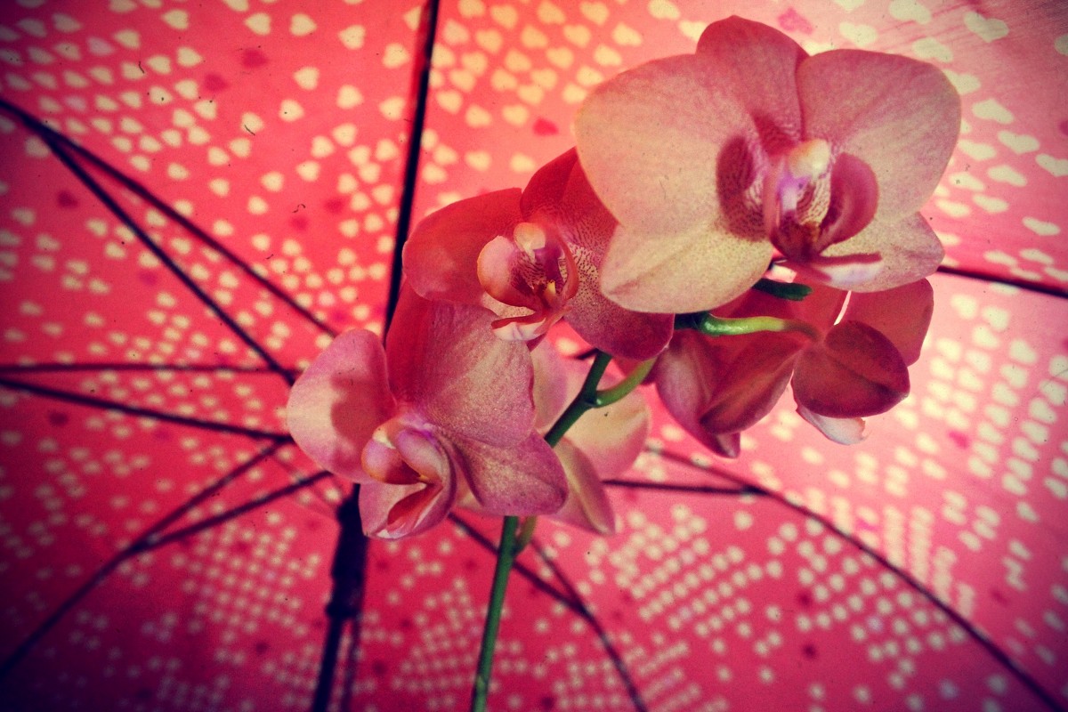 орхидея - Виктория 