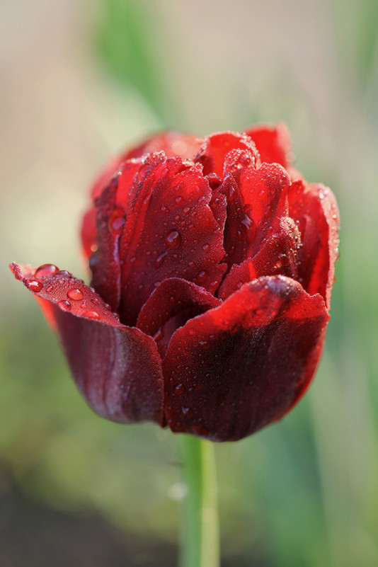 Красный тюльпан - Надежда Пелымская 