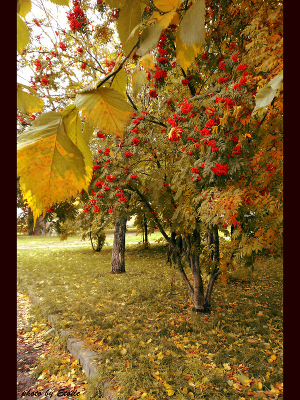 autumn - Lady Etoile