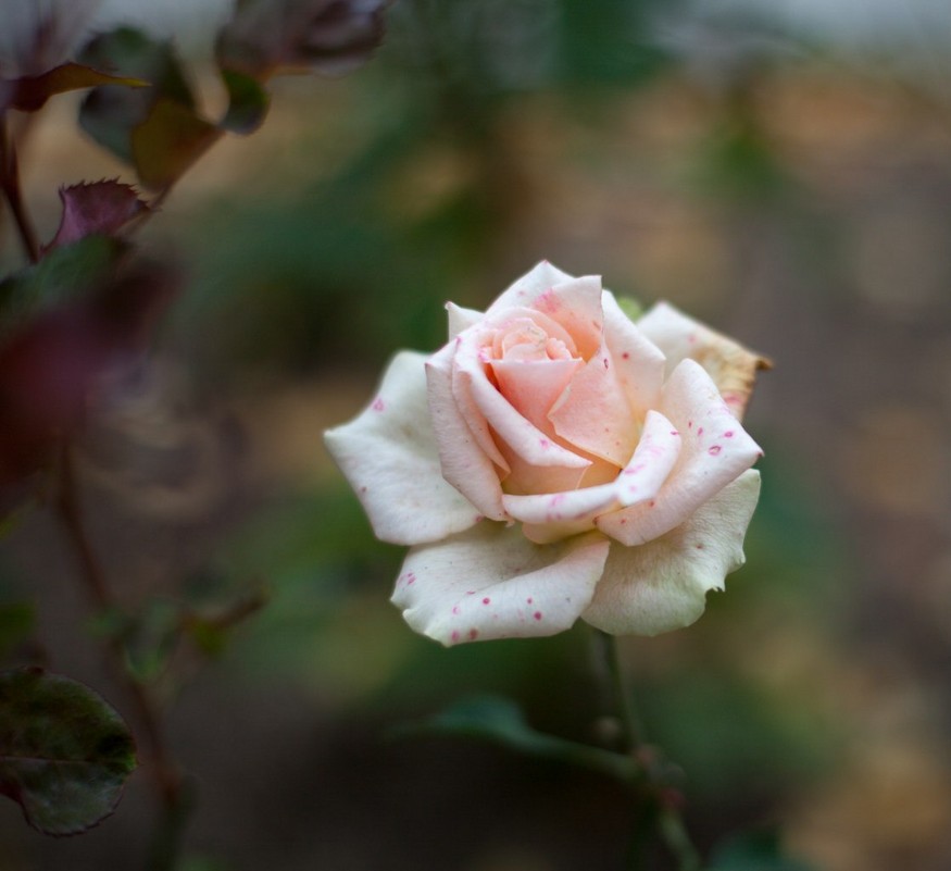 Белая роза - Александр Андриенко