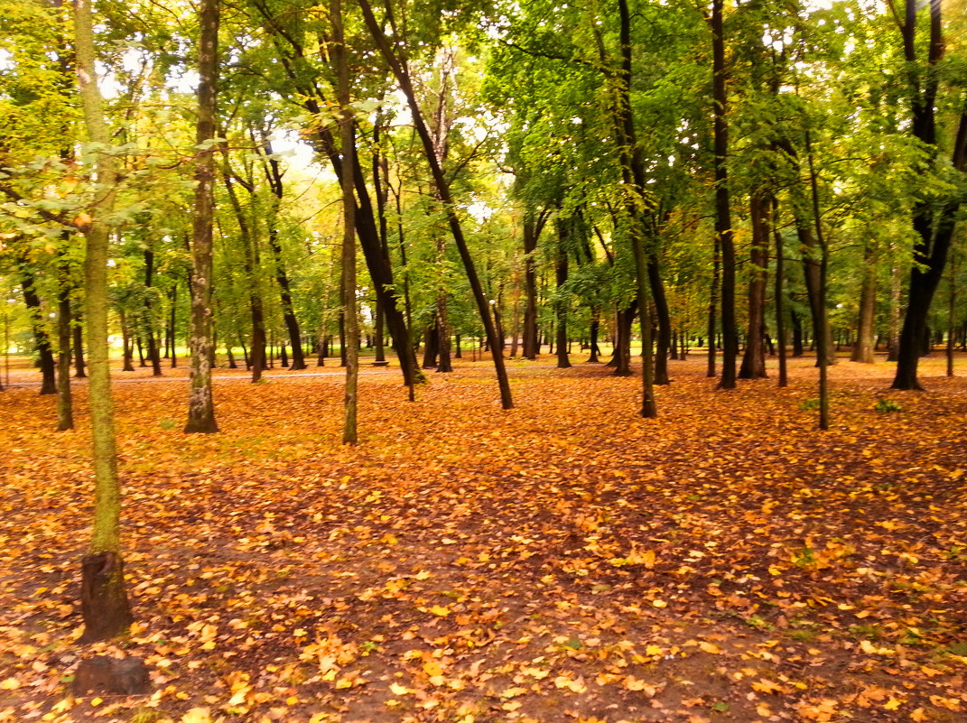 осень в парке - valeriy g_g