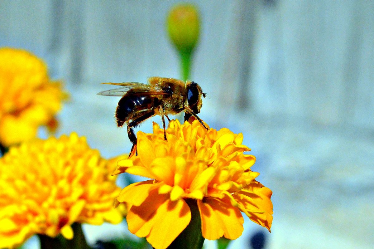 пчелка - Никита 