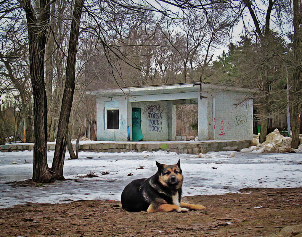 дворняга сторож - Лера 