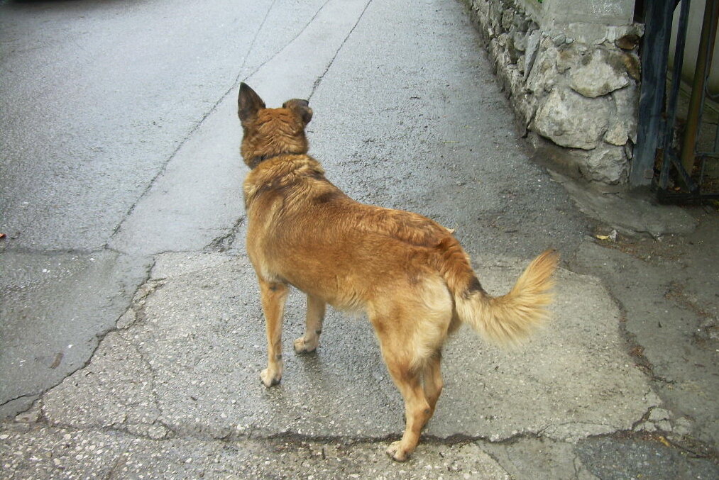Собака, ждущая хозяина с работы - Татьяна Р 