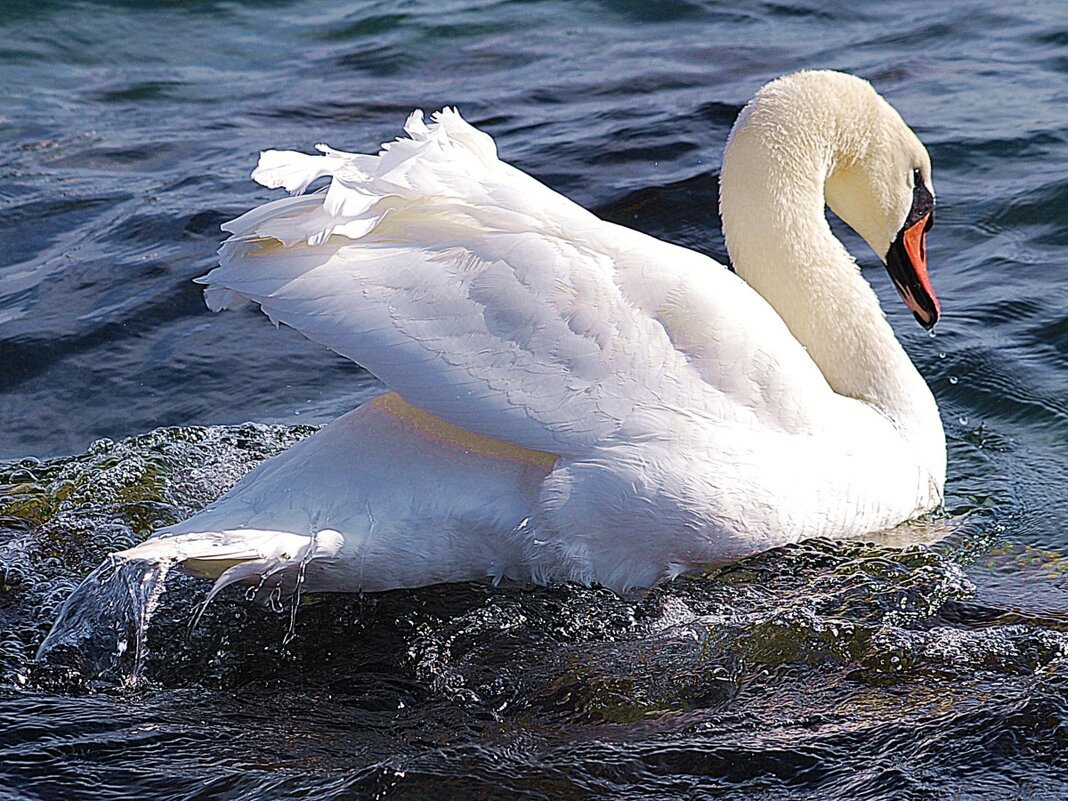 Белый лебедь - Ольга (crim41evp)