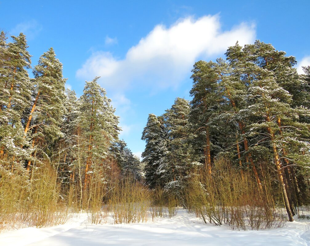 У зимнего леса - Андрей Снегерёв