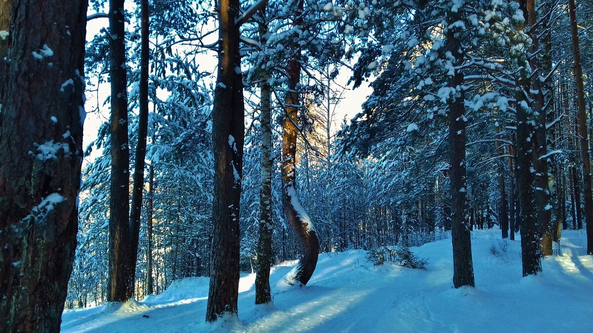 прогулка по лесу - Владимир 