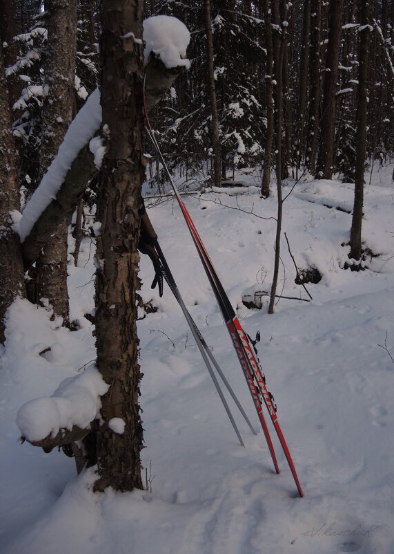 лыжные палки, ёлки и целых пять минут солнца - sv.kaschuk 