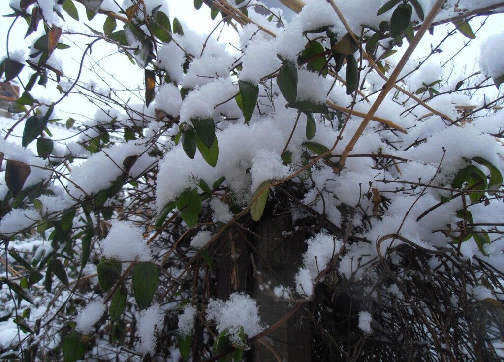 Утренний снег - Наталья 