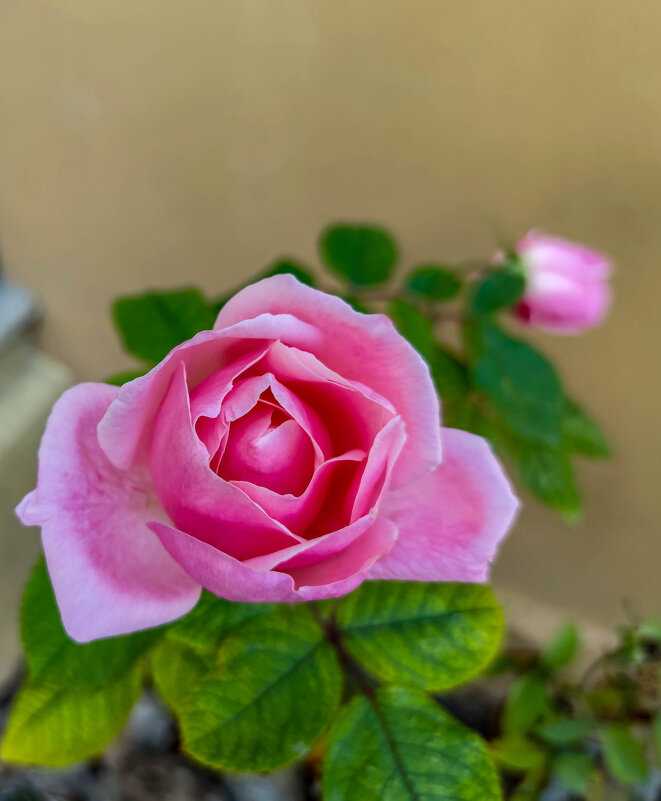 январская роза - жанна janna