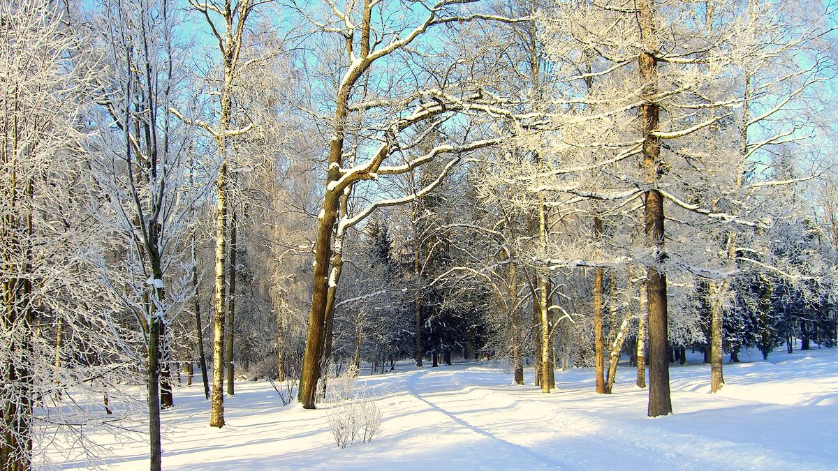 Хороший зимний день в Ал. парке ЦС - 4 - Сергей 