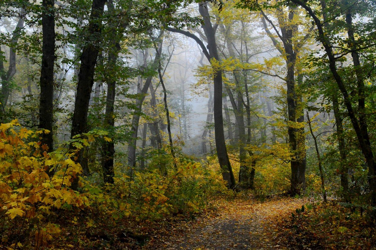 В лесу осеннем........ - Юрий Цыплятников